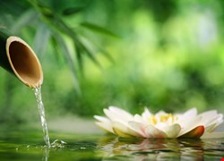 鼻子過敏好惱人 中醫幫忙來平穩